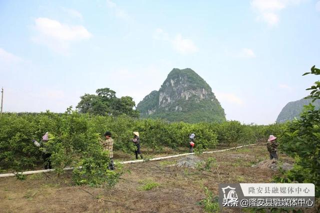 广西隆安：香水柠檬喜丰收 乡村振兴展画卷