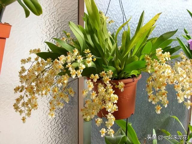 家里常见的5种花，小花盆“挤一挤”，根系健壮呼呼冒花苞