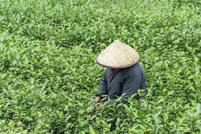 以成功种出美味“小绿”——贵州高山茶的种植技术探讨（一）