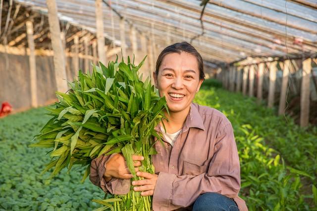 农村菜园入伏种哪些蔬菜？这5种时令蔬菜正合适，别错过最佳时机