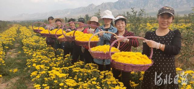 看，金秋的收获！河北各地共庆丰收节