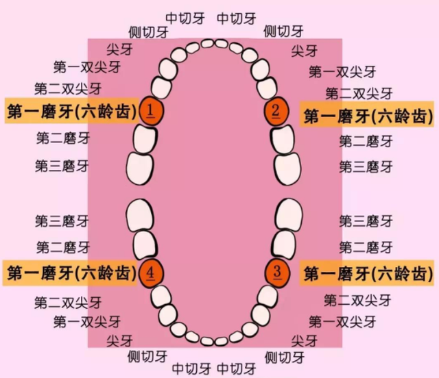 “六龄齿”天生就是恒牙，不是乳牙！当心龋坏了，家长们要重视