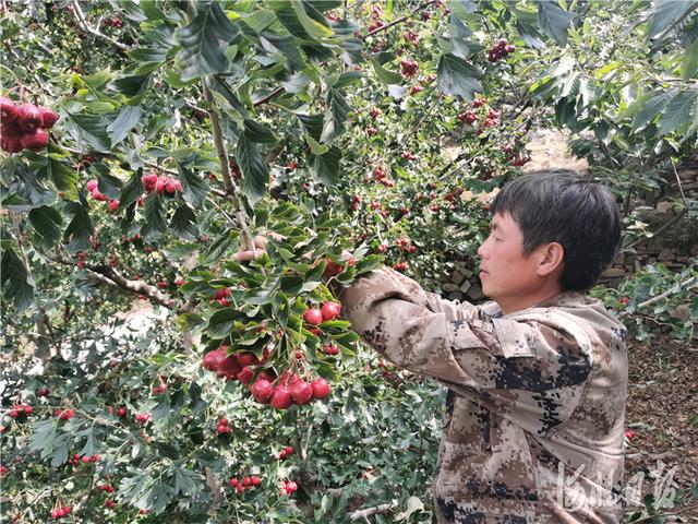 看，金秋的收获！河北各地共庆丰收节