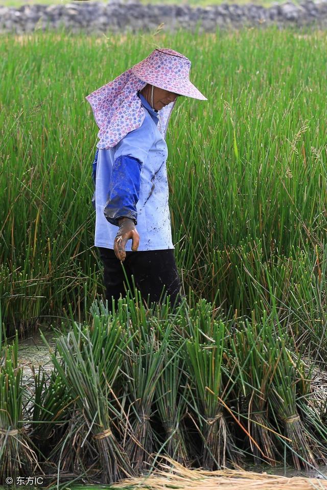 农村种植：如何种植一分田马蹄就可以收获三百斤左右的产量