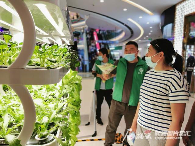 室内蔬菜种植机：方寸空间打造开心农场