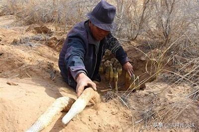 市场售价上百一斤，寄生在梭梭树下的肉苁蓉，为何没农民种了