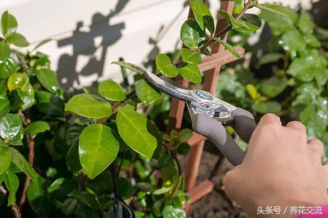 在室内养茉莉花掌握7个技巧，盆栽养着也不担心没有花朵