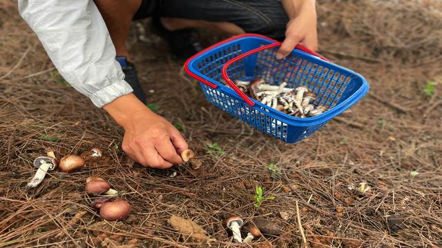 从失业到致富：林下种植赤松茸，他一年净赚20多万