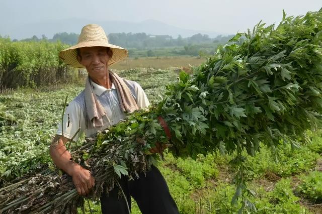 全株可入药的艾草，种植要点来了