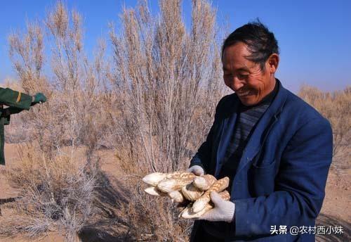 市场售价上百一斤，寄生在梭梭树下的肉苁蓉，为何没农民种了