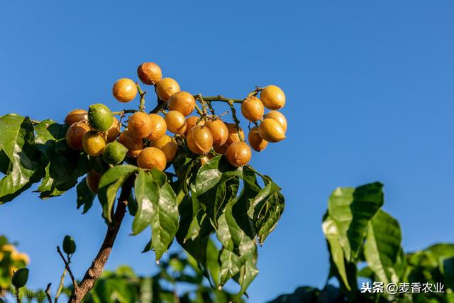 黄皮高产栽培技术，种植方法教给大家，想要学习的别错过哟