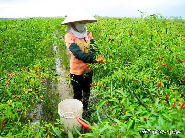 辣椒高产种植有妙招，这五种种植管理技巧要知道