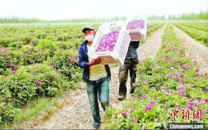 玫瑰花可以规模种植吗-新疆与沙漠“掰手腕”  多元沙漠产业变身 “摇钱树”