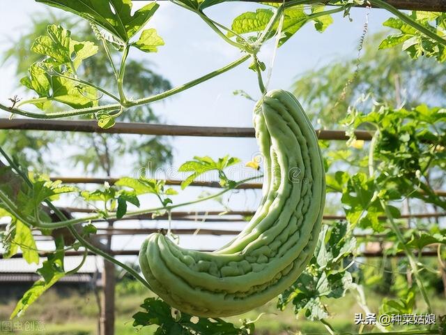 超爱种苦瓜，如何上架、打杈、浇水施肥？有没有格外需要注意的？