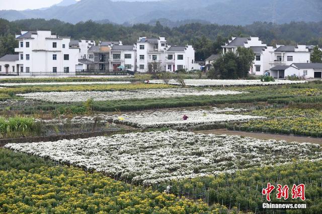 安徽休宁：万亩菊田成风景线和致富产业线