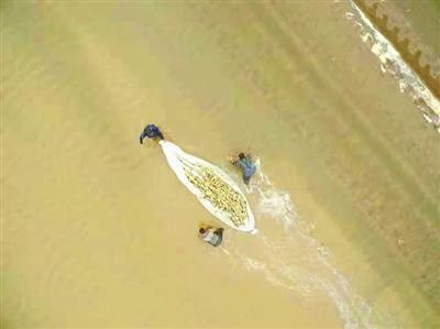 浅水莲藕种植 敲开居民“致富门”