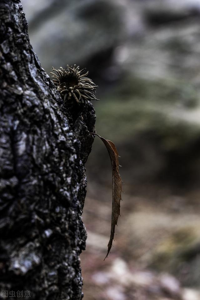 上山遇到“还魂草”，别看不上，赶紧挖一棵，有好处