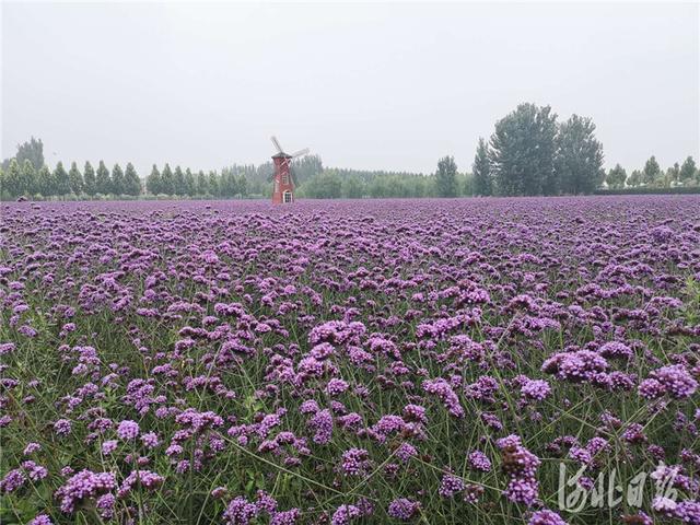 看，金秋的收获！河北各地共庆丰收节