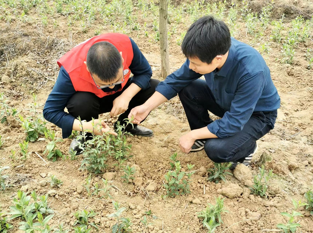 黄显章教授团队伏牛山传经探宝 南苍术焕发生机