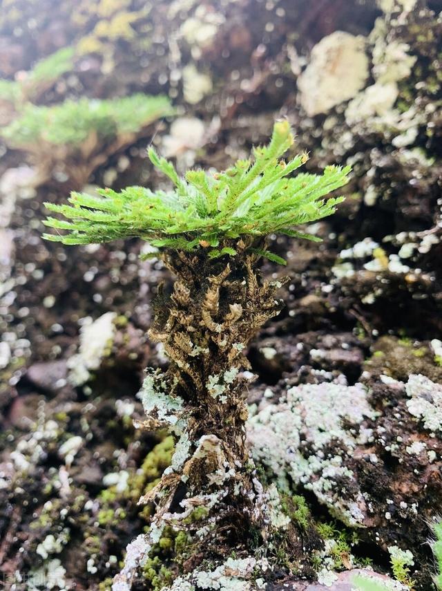 上山遇到“还魂草”，别看不上，赶紧挖一棵，有好处