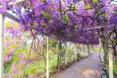 路边看到这3个“种子”就捡回家，丢花盆里，两月长成小盆景