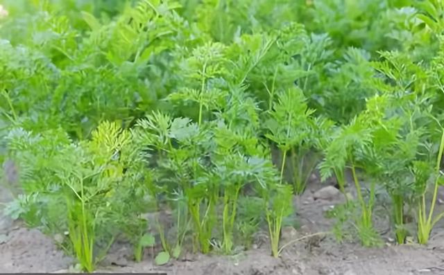 冬天这些蔬菜种植正合适，天气越冷长得越好，露地家庭全能种