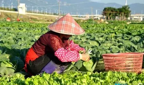 蔬菜全年种植时间表出炉，怎么搭配避免重茬，一看就明白