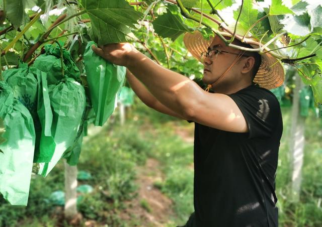 “阳光玫瑰”好吃还不贵！走，到罗山朱堂马河摘葡萄去