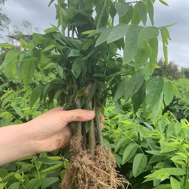 根据树仔菜的特点，采用室内垂直技术节约种植空间，减少资源浪费