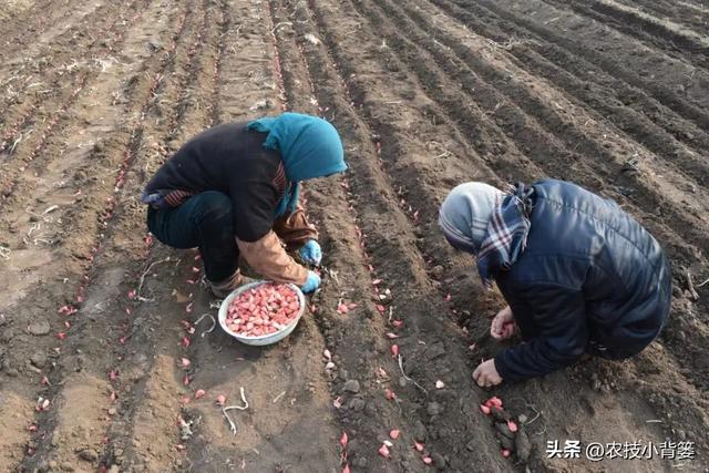 秋播大蒜有哪些种植管理技巧？从播种到越冬前抓好这7点就够了