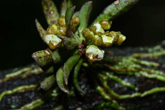 湖南发现珍贵植物合欢盆距兰与湖南蛇根草