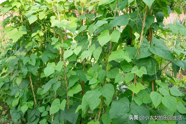 菜豆什么时候播种好？怎么种植才能结荚多？3分钟教会你6个秘诀