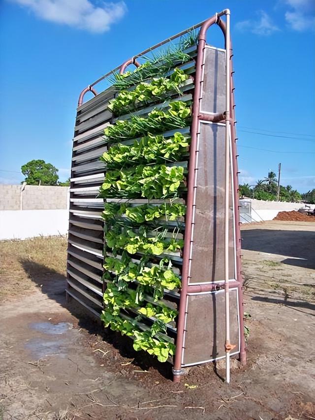 根据树仔菜的特点，采用室内垂直技术节约种植空间，减少资源浪费