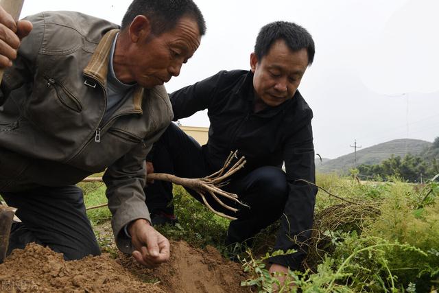 以佳县为例，山旱地黄芪种植方法，来学学