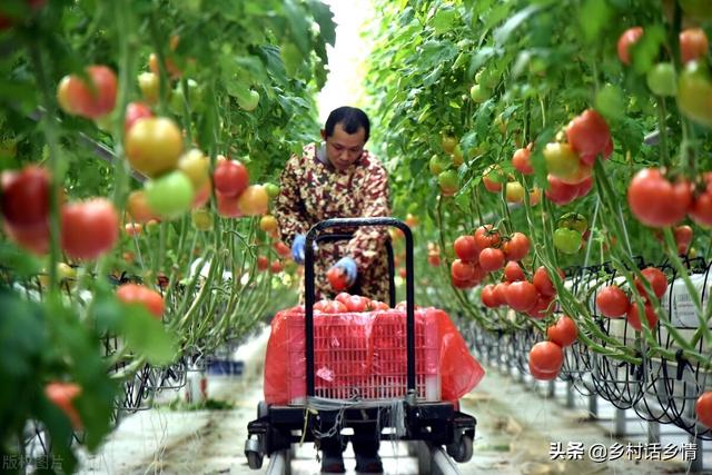 辣椒、番茄、茄子整枝打叉，保花保果你会吗？今天全教会你