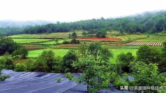 炎炎夏日——滇重楼种植基地一片茂盛