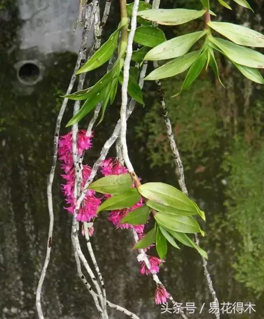 观赏石斛兰的家庭种植技术