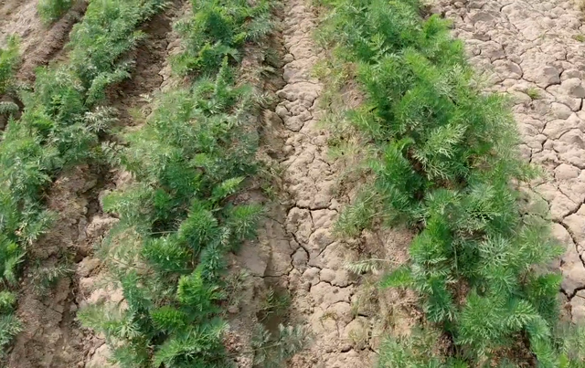 种植胡萝卜，肥料没少用，产量却很低，正确的施肥方法要掌握