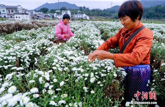 安徽休宁：万亩菊田成风景线和致富产业线