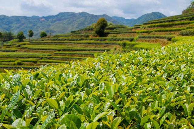 以成功种出美味“小绿”——贵州高山茶的种植技术探讨（一）