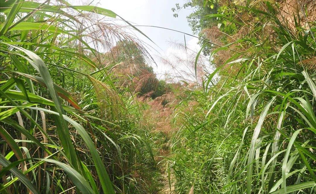 农村满山的芒草，有这么多用途，一吨芒草发电量相当于3桶原油