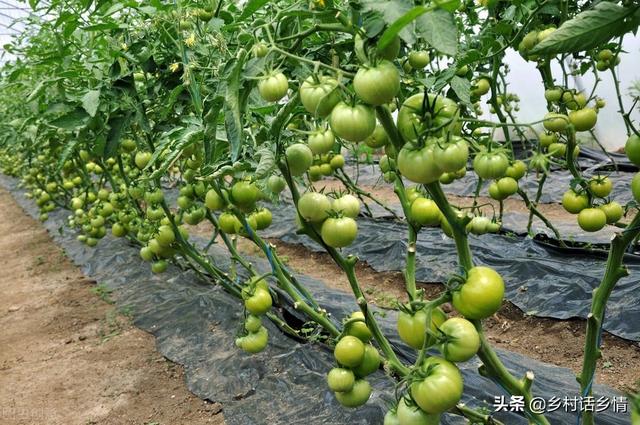 辣椒、番茄、茄子整枝打叉，保花保果你会吗？今天全教会你