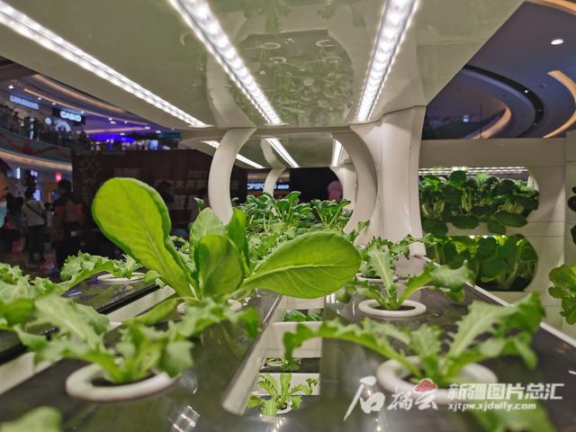 室内蔬菜种植机：方寸空间打造开心农场