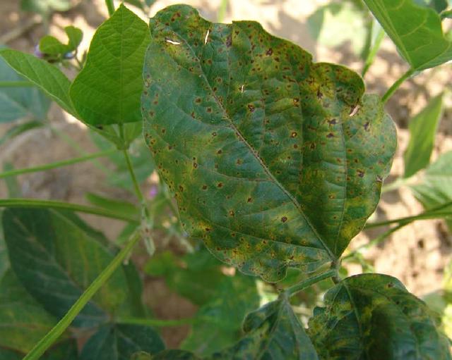 大豆高产需要掌握的种植技巧有哪些？