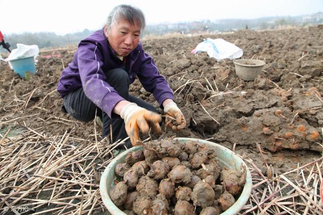 农村种植：如何种植一分田马蹄就可以收获三百斤左右的产量