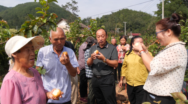 南漳：高山种出金果梨，美了乡村富了民