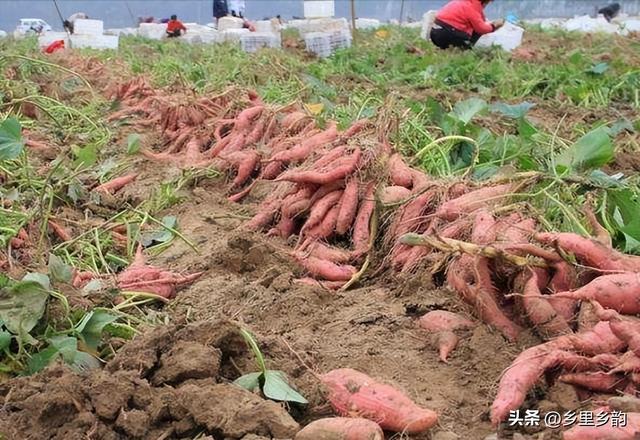 红薯栽植有妙招，关键是要掌握这些栽培技术，不妨一试