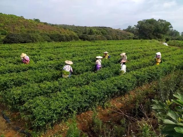 根据树仔菜的特点，采用室内垂直技术节约种植空间，减少资源浪费