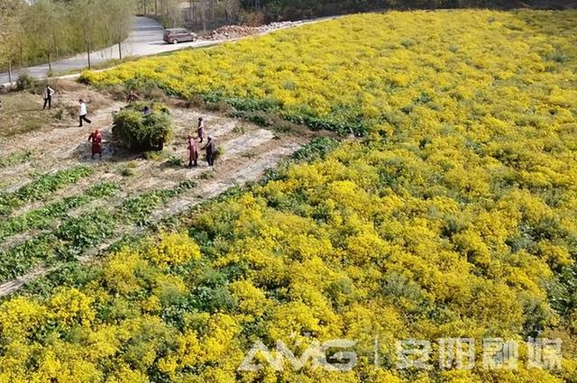 野菊花开遍地金丨韩庄镇大力发展中药材种植助力乡村振兴见闻