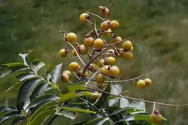 谁说盘串一定要买贵的？路边捡的树籽儿照样可以盘的很好看